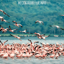 Danau Nakaru di Kenya