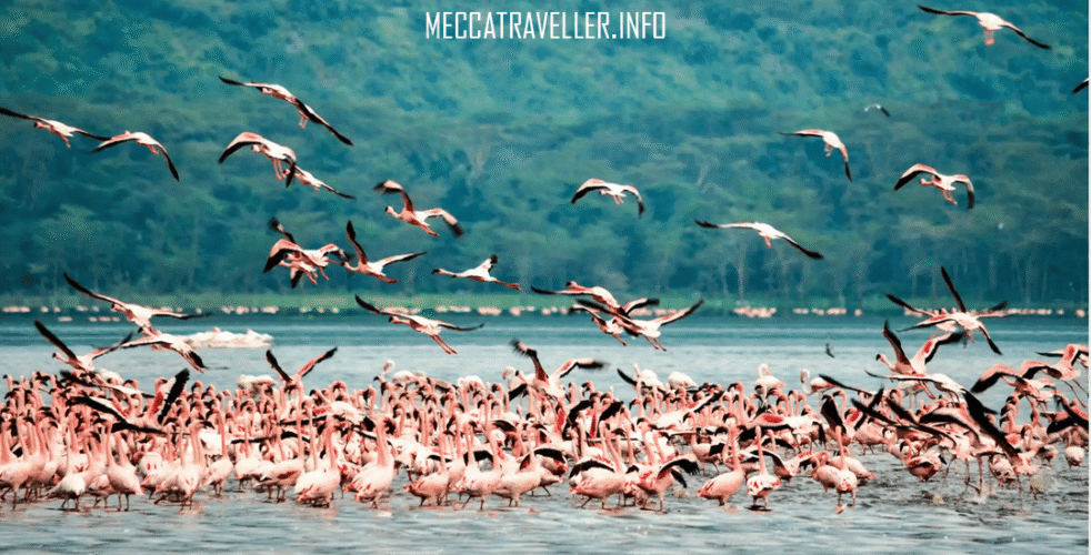 Danau Nakaru di Kenya